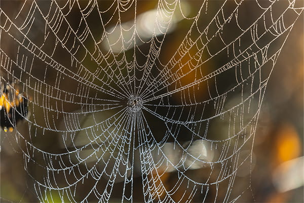 Fuzhong Zhang and his team developed a method to create synthetic spider silk at high yields while retaining strength and toughness using mussel foot proteins. (iStock photo)