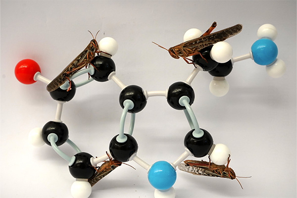 WashU researchers studied how serotonin alters a locust’s sense of smell.